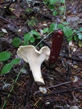 Cantharellus subalbidus image