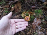 Gymnopilus penetrans image