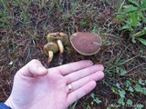 Boletus chrysenteron image