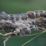 Bjerkandera adusta image