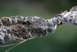 Bjerkandera adusta image