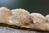 Bjerkandera adusta image