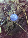 Cortinarius iodes image