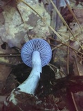 Cortinarius iodes image
