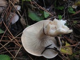 Lepista panaeola image