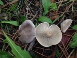 Lepista panaeola image