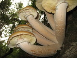 Armillaria solidipes image