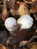 Amanita onusta image