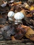 Amanita onusta image