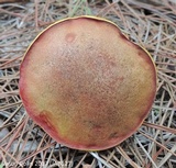 Xerocomus morrisii image