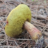 Xerocomus morrisii image