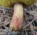 Xerocomus morrisii image