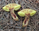 Xerocomus morrisii image