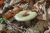 Lactarius blennius image