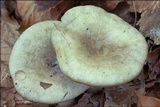 Lactarius blennius image