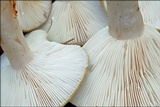 Lactarius blennius image