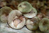 Lactarius blennius image