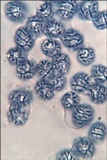 Lactarius blennius image