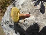 Boletus pruinatus image