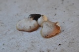 Crepidotus applanatus image