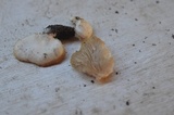 Crepidotus applanatus image