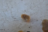 Crepidotus applanatus image