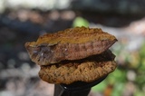 Phellinus gilvus image