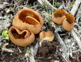 Peziza vesiculosa image