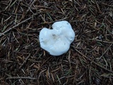 Clitopilus prunulus image