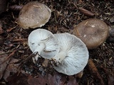 Tricholoma scalpturatum image