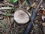 Tricholoma scalpturatum image