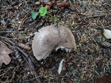 Tricholoma scalpturatum image