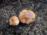 Chalciporus piperatus image