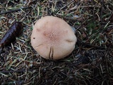 Tricholoma vaccinum image