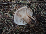 Tricholoma vaccinum image
