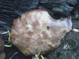 Reticularia lycoperdon image
