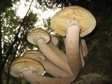Armillaria solidipes image