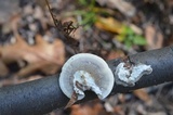 Trametes hirsuta image