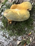 Sarcomyxa serotina image
