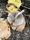 Psathyrella piluliformis image