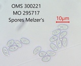 Mycena olivaceomarginata image