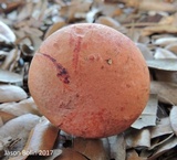 Pulchroboletus rubricitrinus image