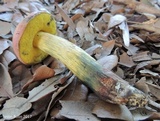 Pulchroboletus rubricitrinus image