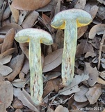Pulchroboletus rubricitrinus image