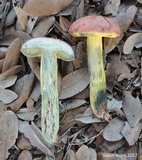 Pulchroboletus rubricitrinus image