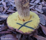 Pulchroboletus rubricitrinus image