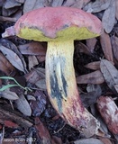 Pulchroboletus rubricitrinus image