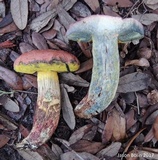 Pulchroboletus rubricitrinus image
