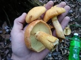 Gymnopilus luteus image