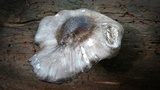 Pluteus atromarginatus image